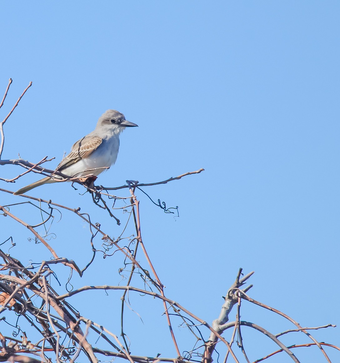 Gray Kingbird - ML644047195