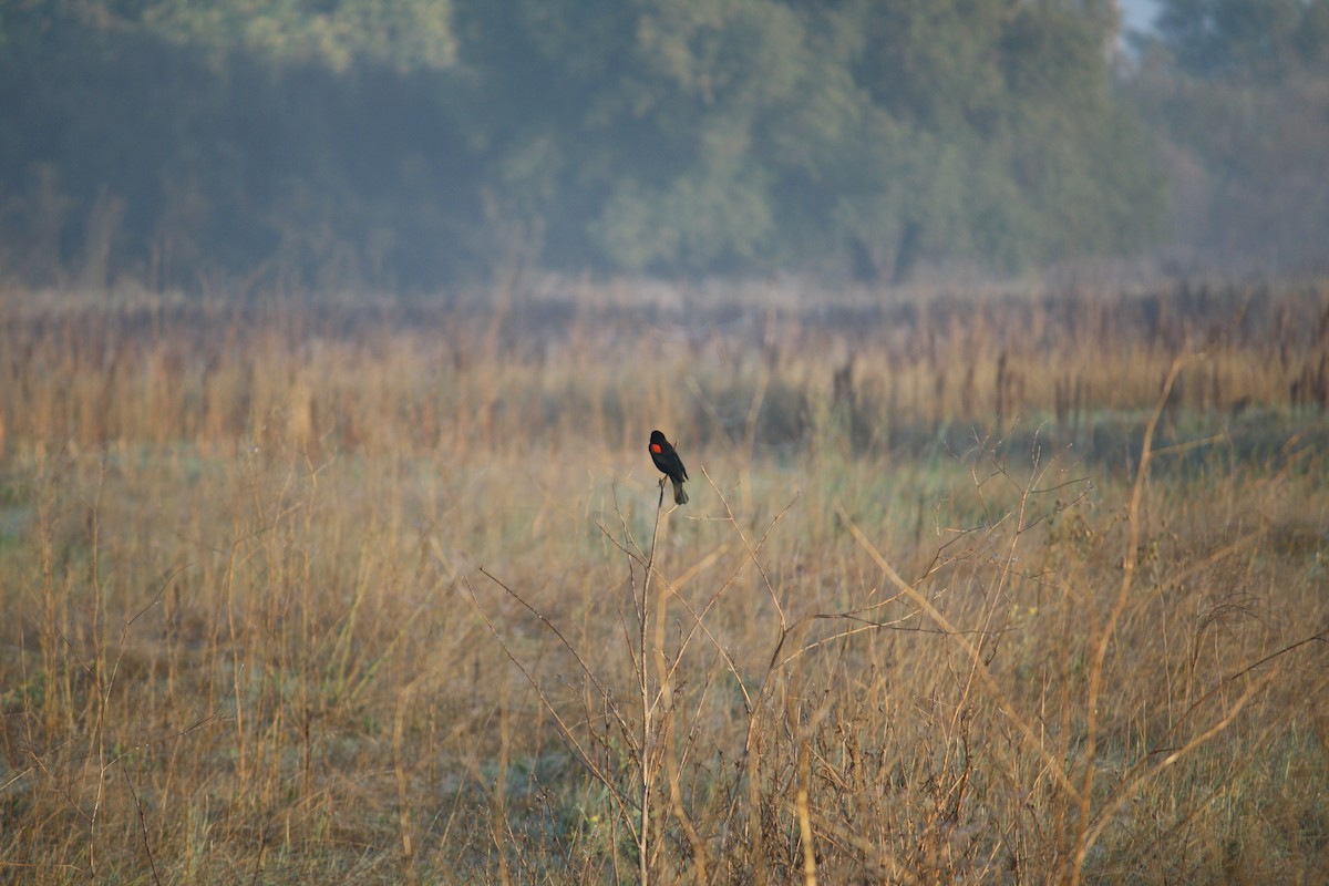 Red-winged Blackbird - ML644047196