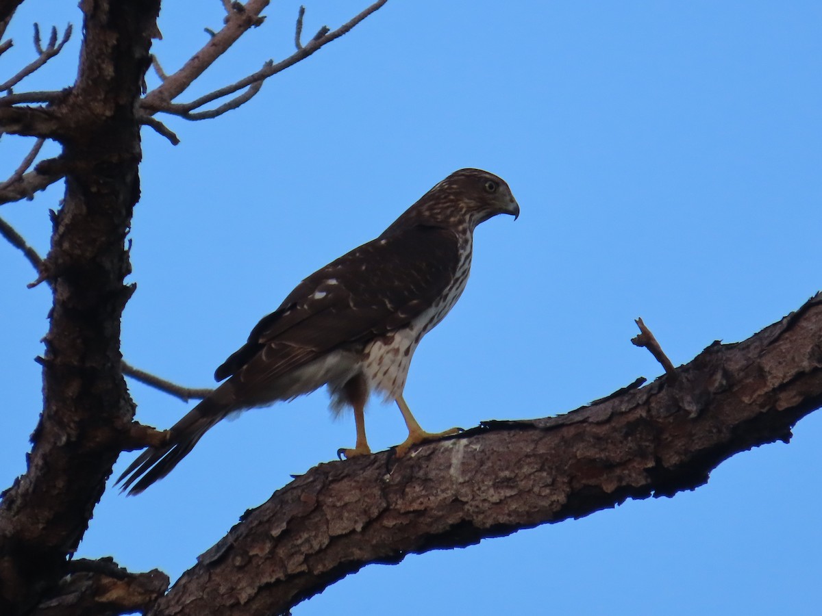 Cooper's Hawk - ML644047197
