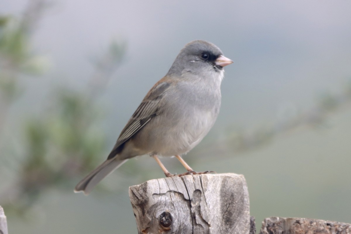 Dark-eyed Junco - ML644047199