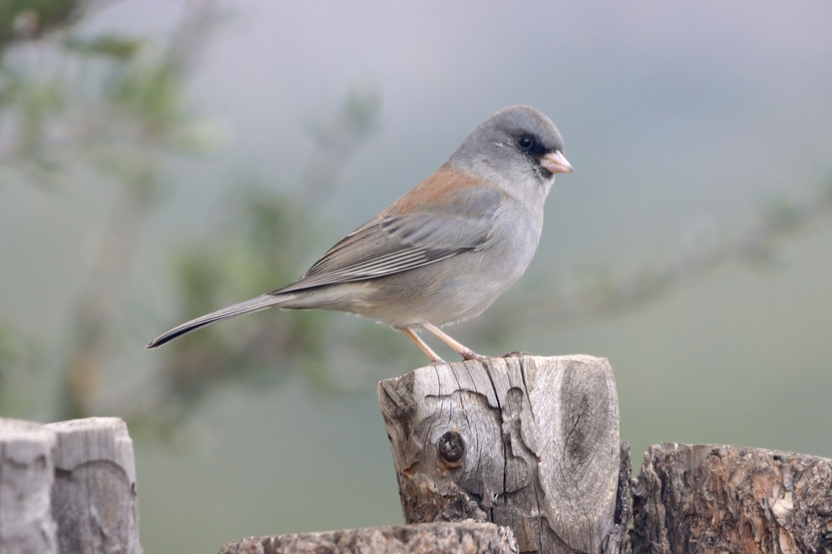 Dark-eyed Junco - ML644047200