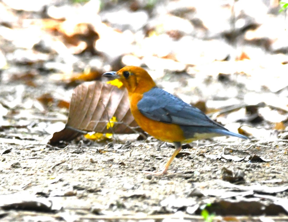 Orange-headed Thrush - ML644047204