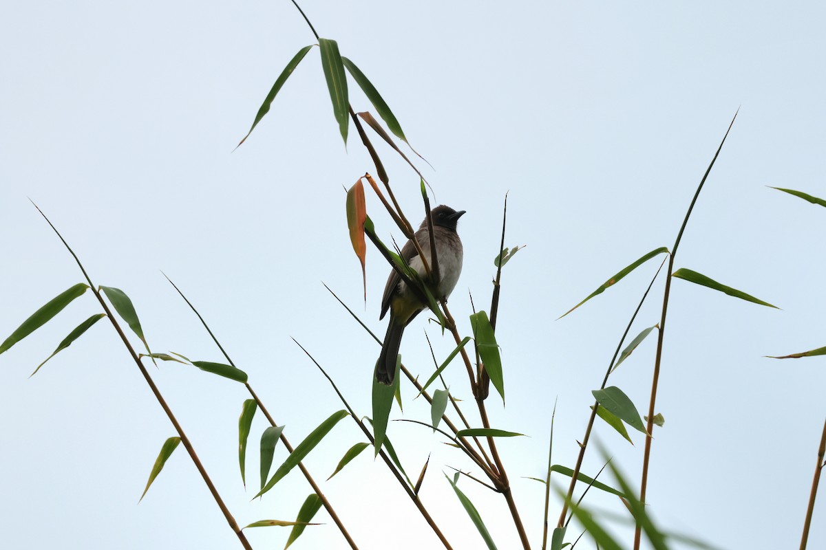Common Bulbul - ML644047212