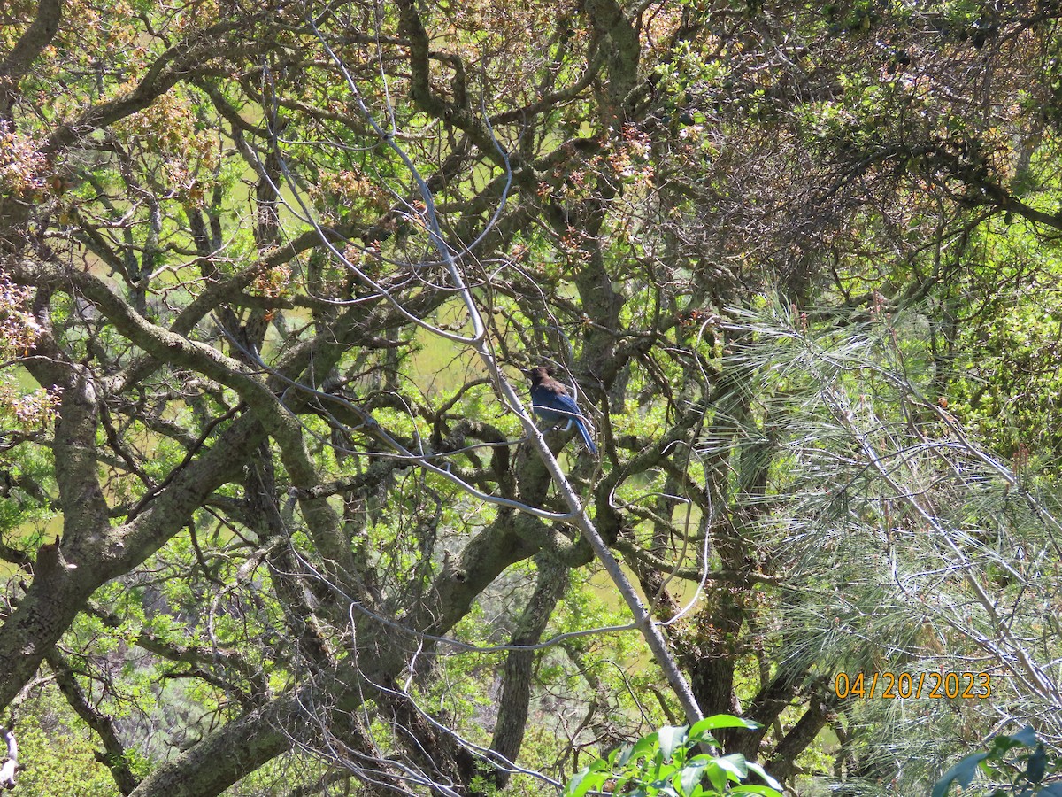 Steller's Jay - ML644047222
