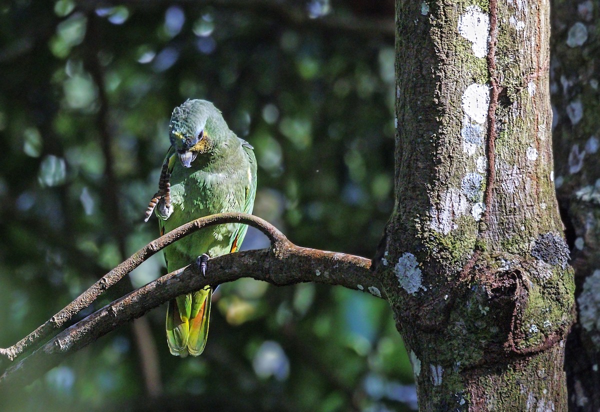 Orange-winged Amazon - ML644047223