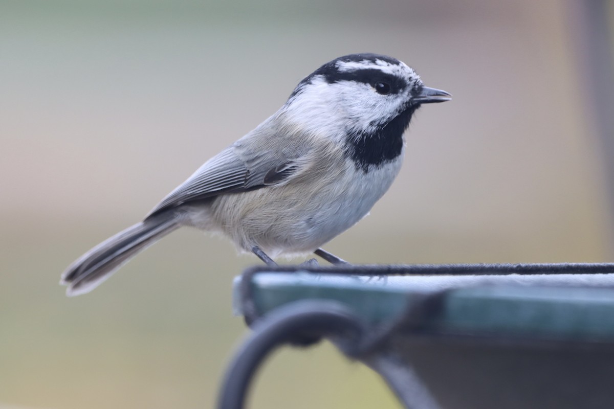 Mountain Chickadee - ML644047226