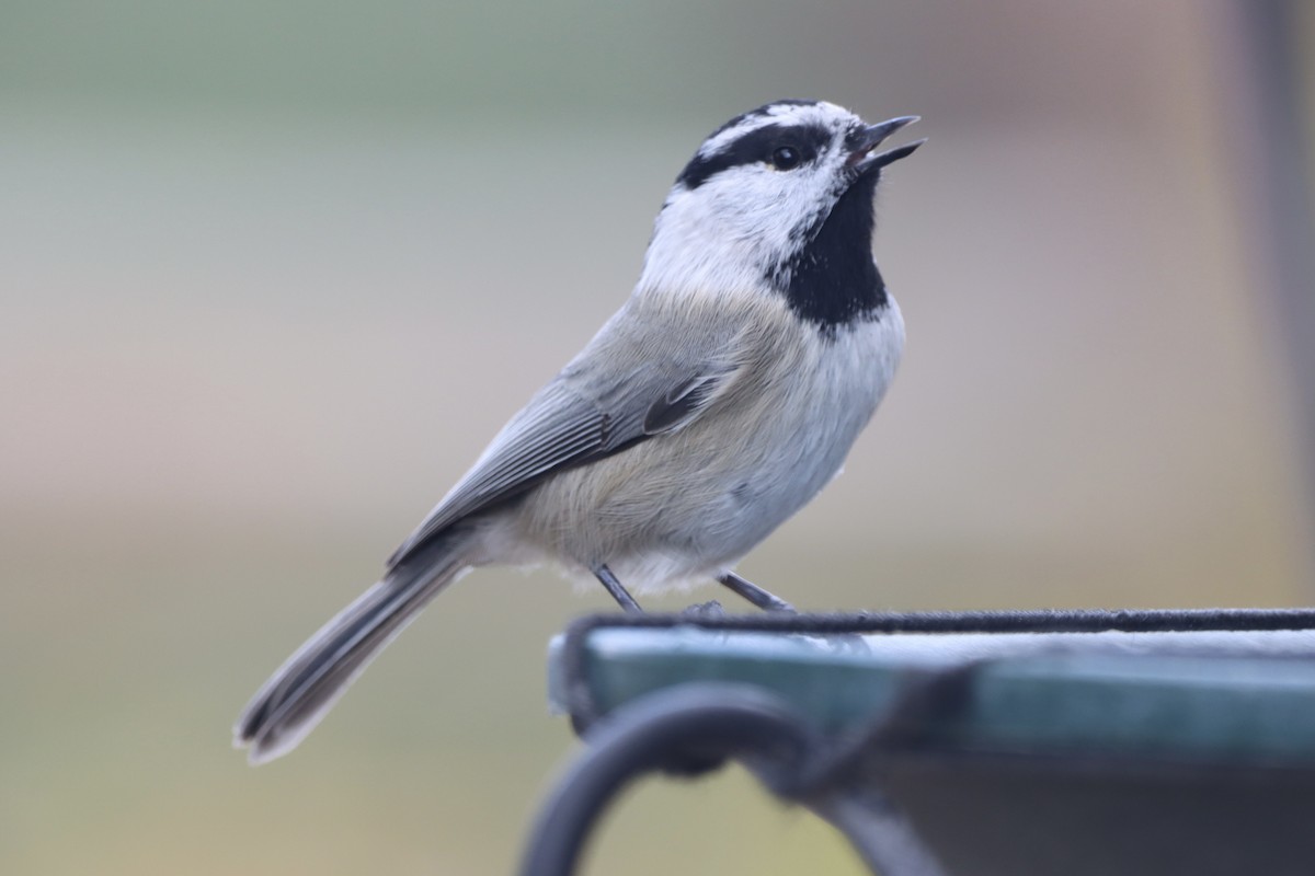 Mountain Chickadee - ML644047228