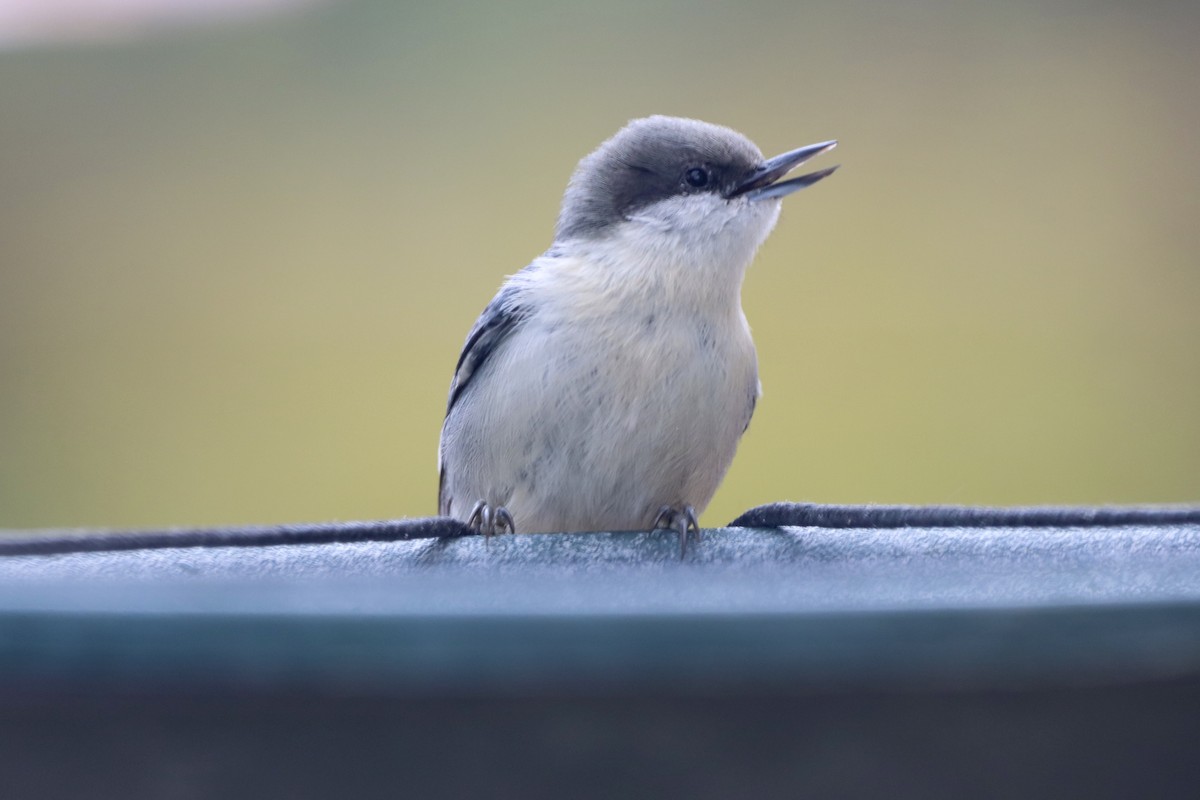 Pygmy Nuthatch - ML644047238