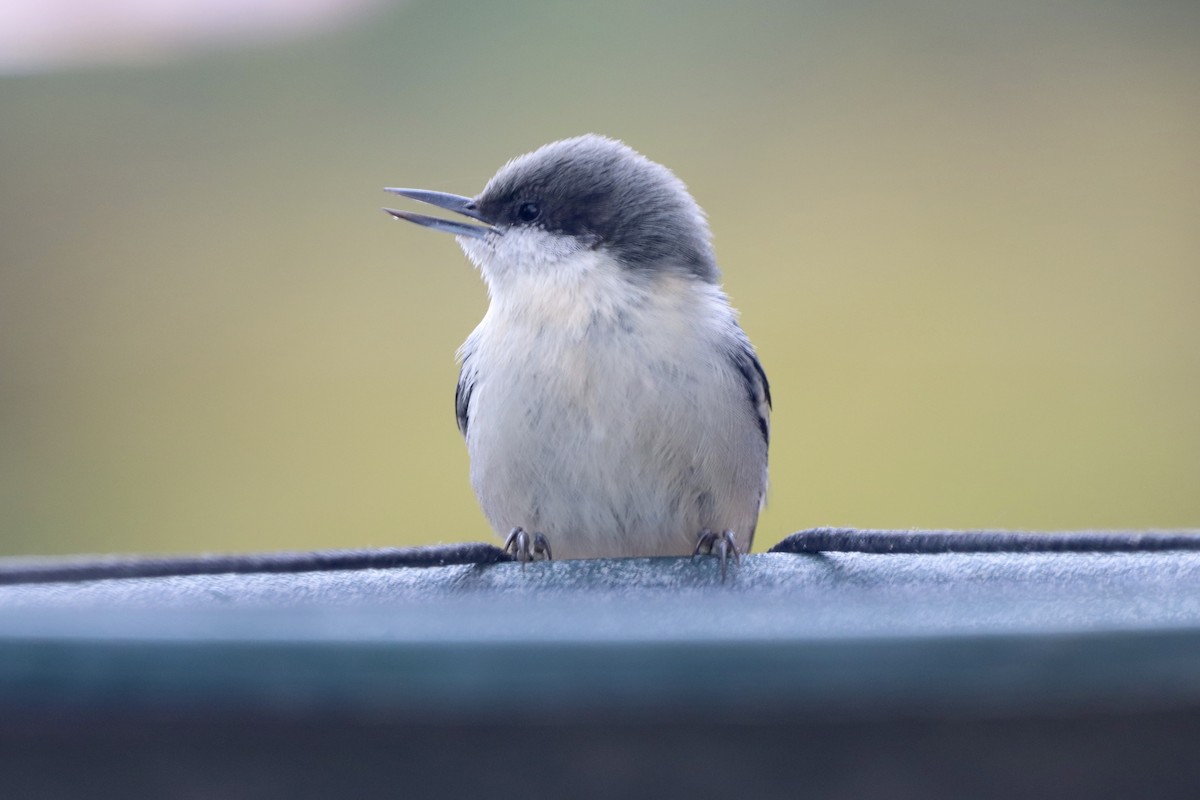 Pygmy Nuthatch - ML644047240