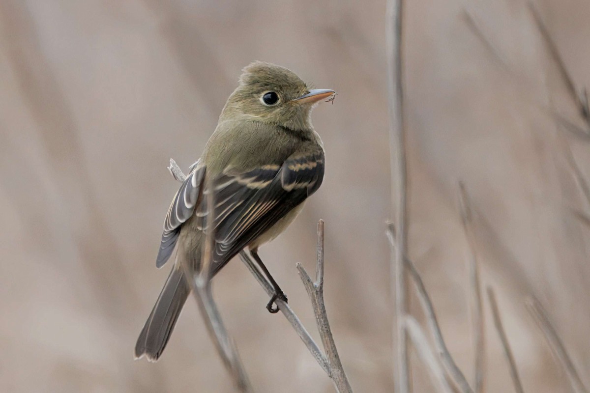 Western Flycatcher (Pacific-slope) - ML644047249