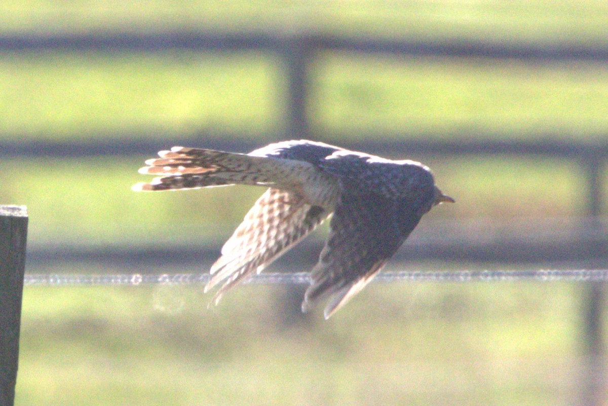 Common Cuckoo - ML644047253