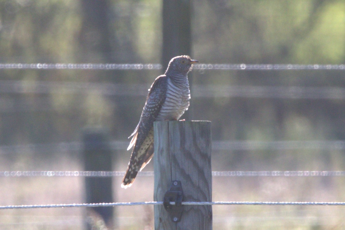 Common Cuckoo - ML644047254