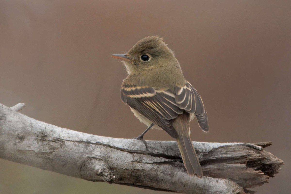 Western Flycatcher (Pacific-slope) - ML644047255