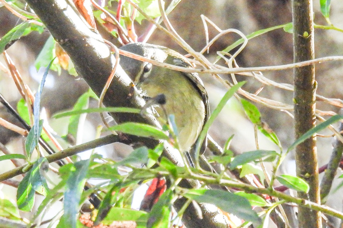 Cassin's Vireo - ML644047260