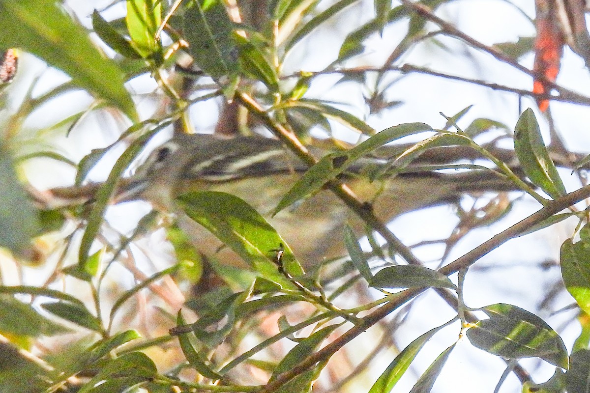 Cassin's Vireo - ML644047262
