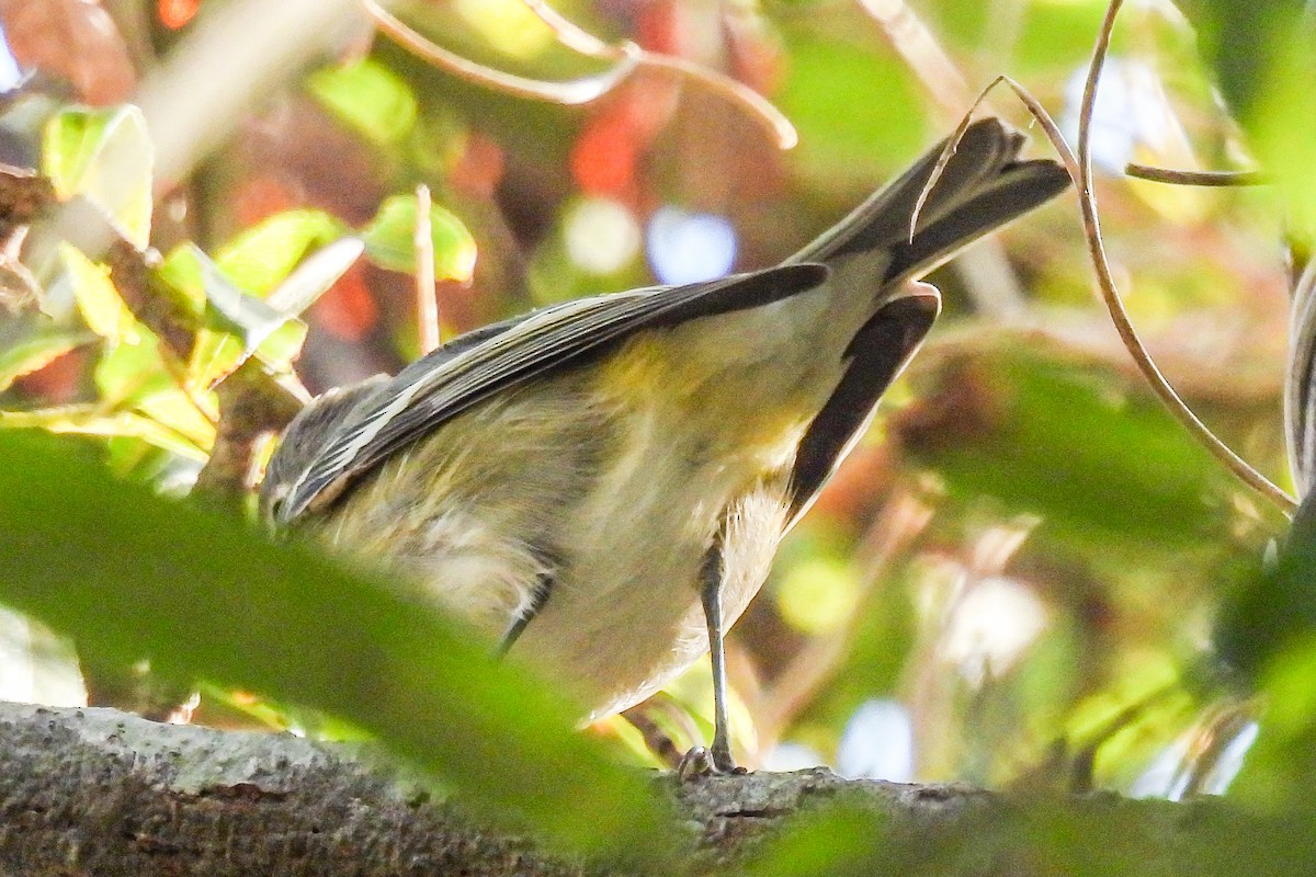 Cassin's Vireo - ML644047263