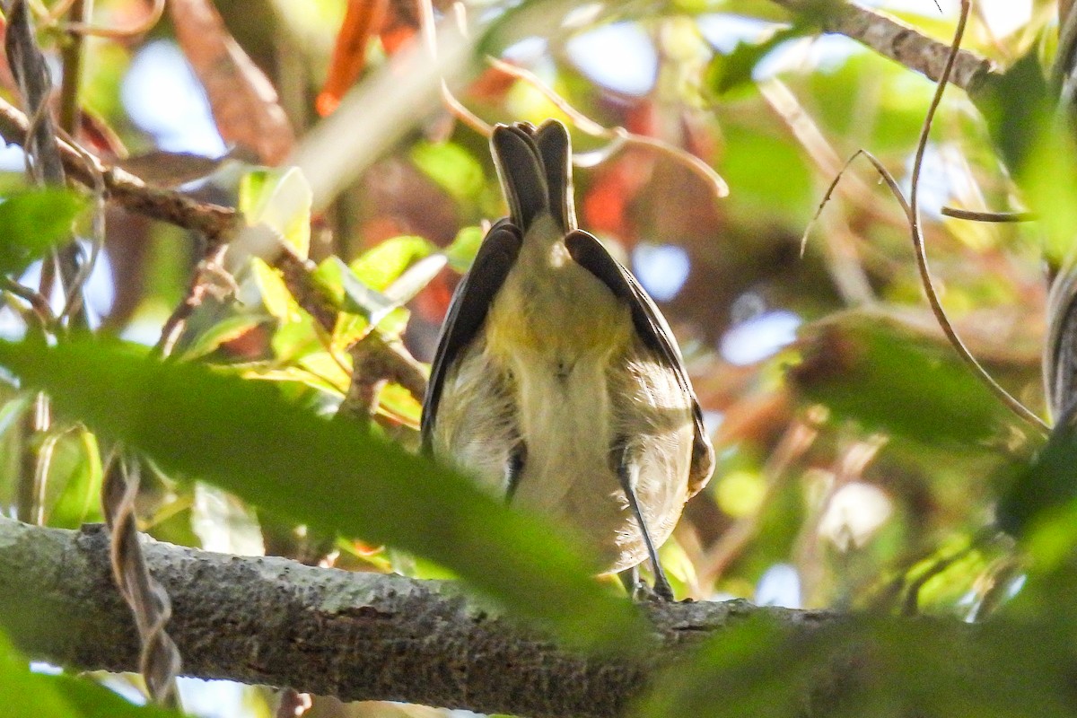 Cassin's Vireo - ML644047264