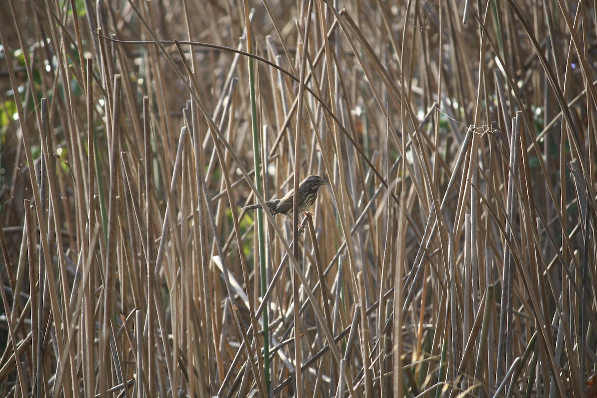 Song Sparrow - ML644047266