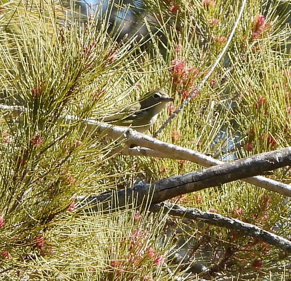 Cassin's Vireo - ML644047268