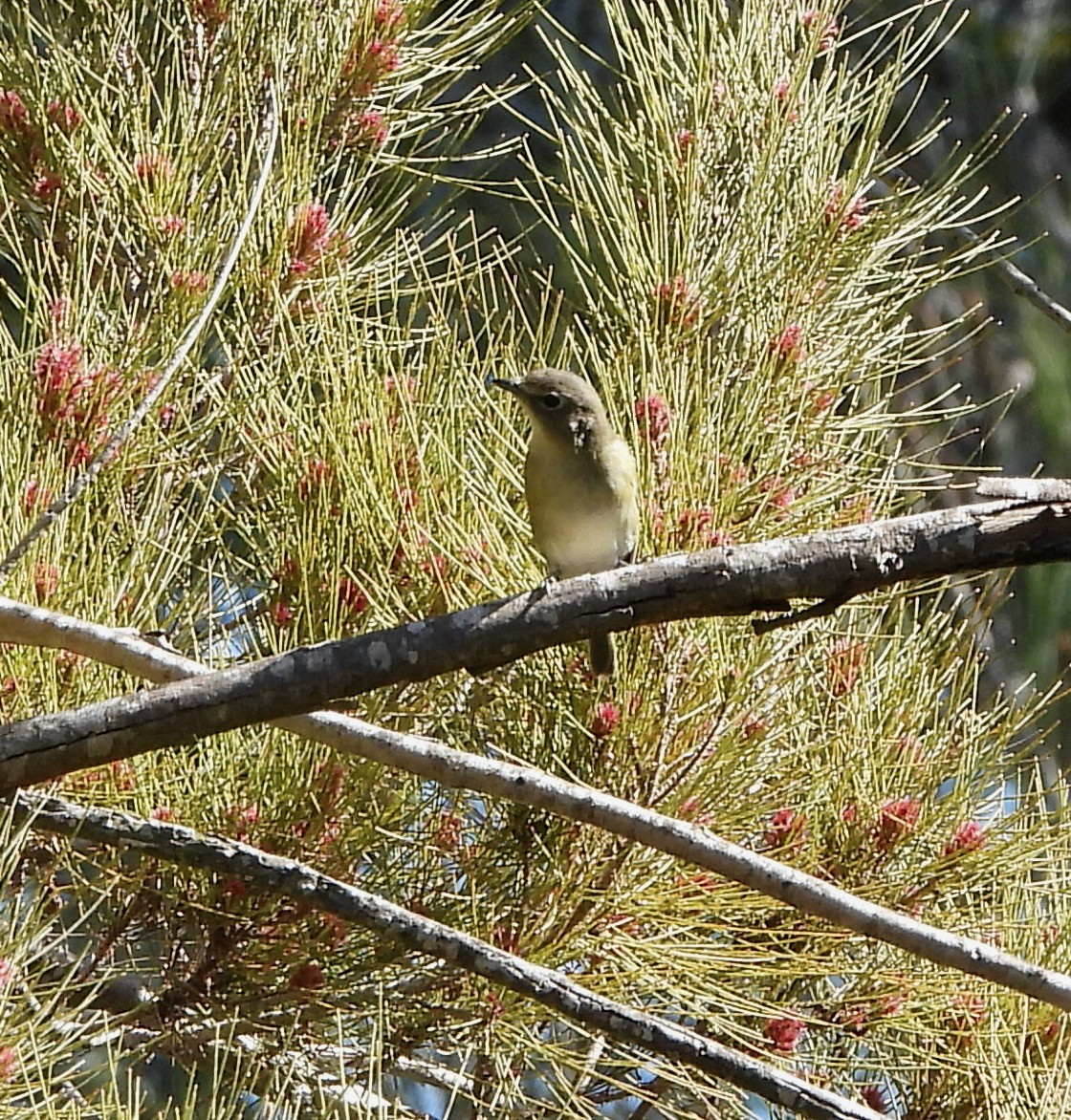 Cassin's Vireo - ML644047270