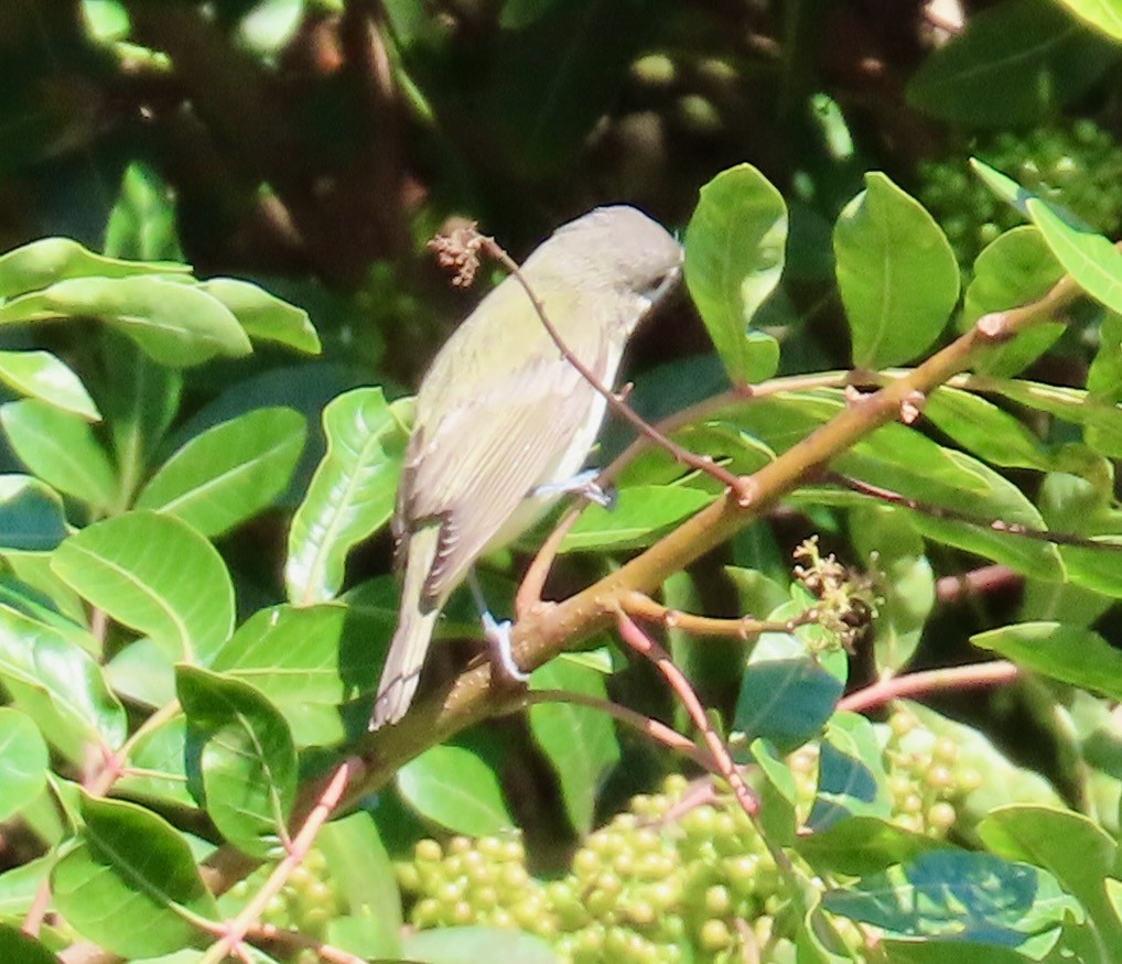 Warbling Vireo - ML644047274