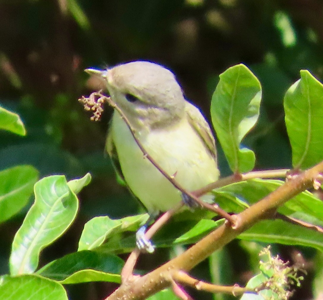 Warbling Vireo - ML644047275