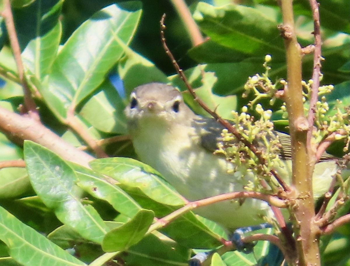 Warbling Vireo - ML644047276