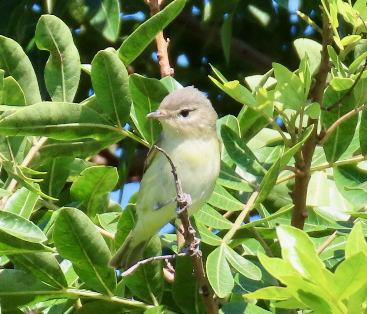 Warbling Vireo - ML644047277