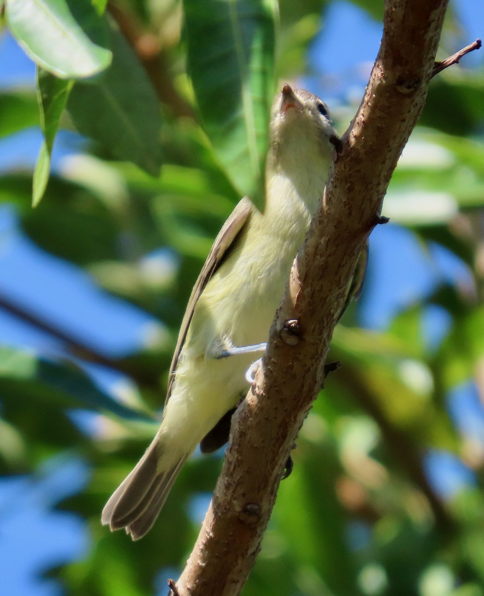 Warbling Vireo - ML644047278