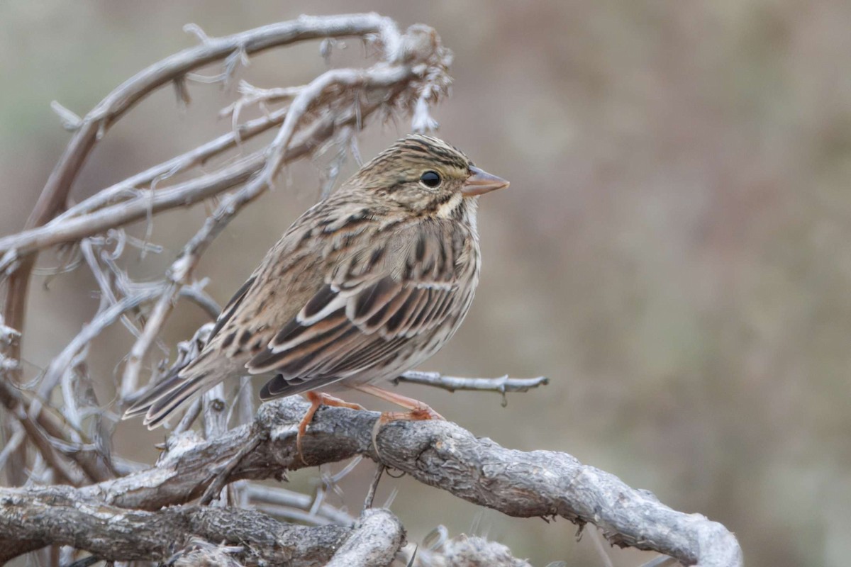 Savannah Sparrow - ML644047279