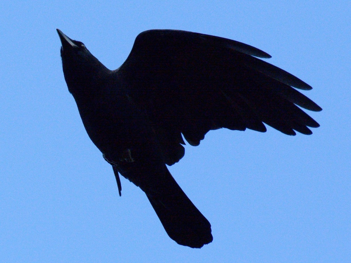 American Crow - ML644047280