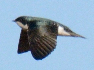 Tree Swallow - ML644047286