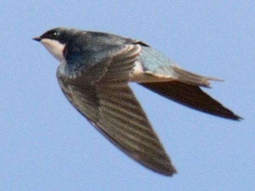 Tree Swallow - ML644047287