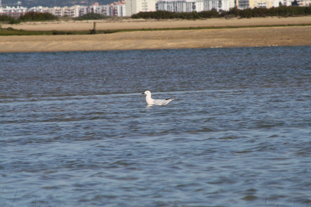 Antxeta mokogorria - ML644047290