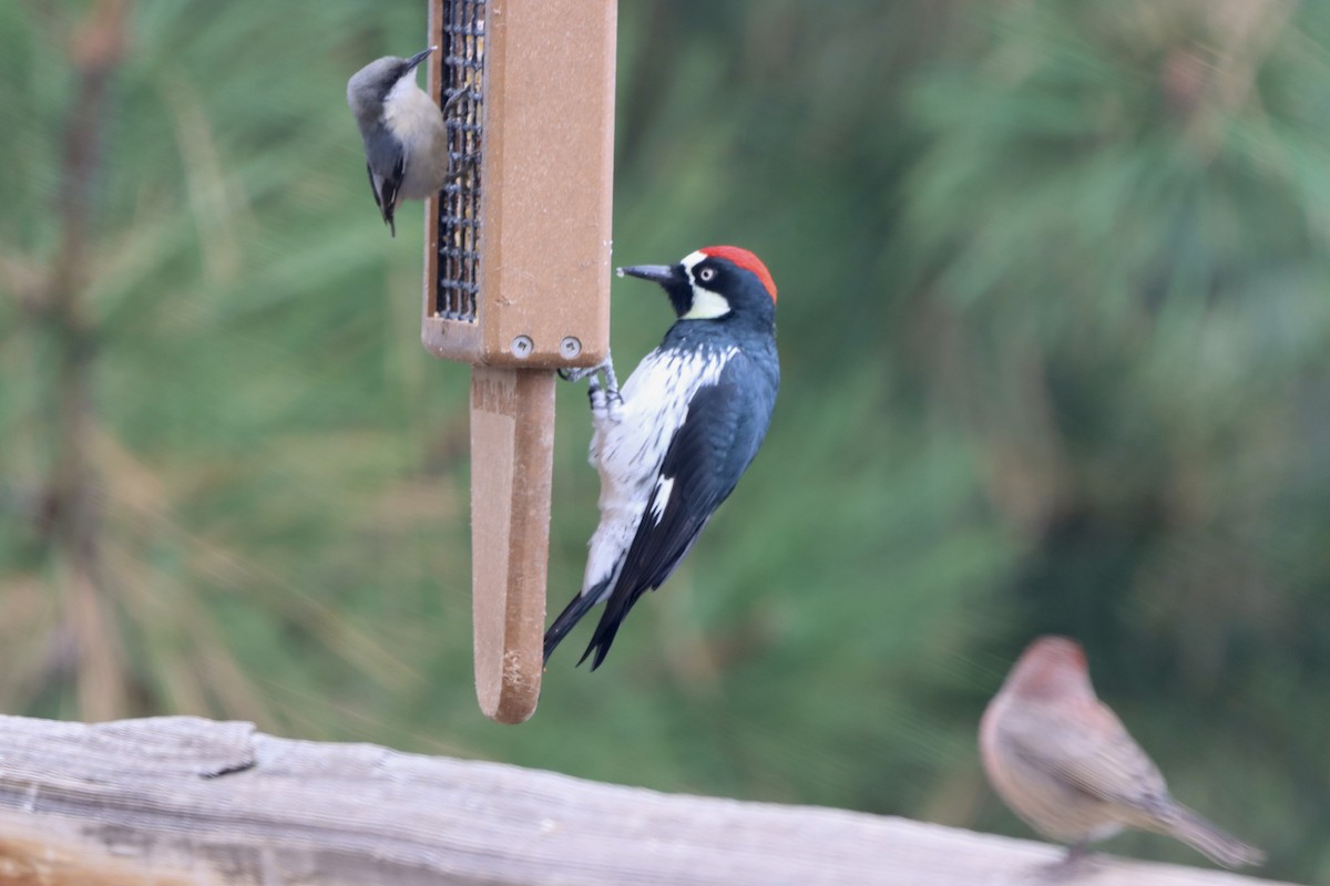 Acorn Woodpecker - ML644047293