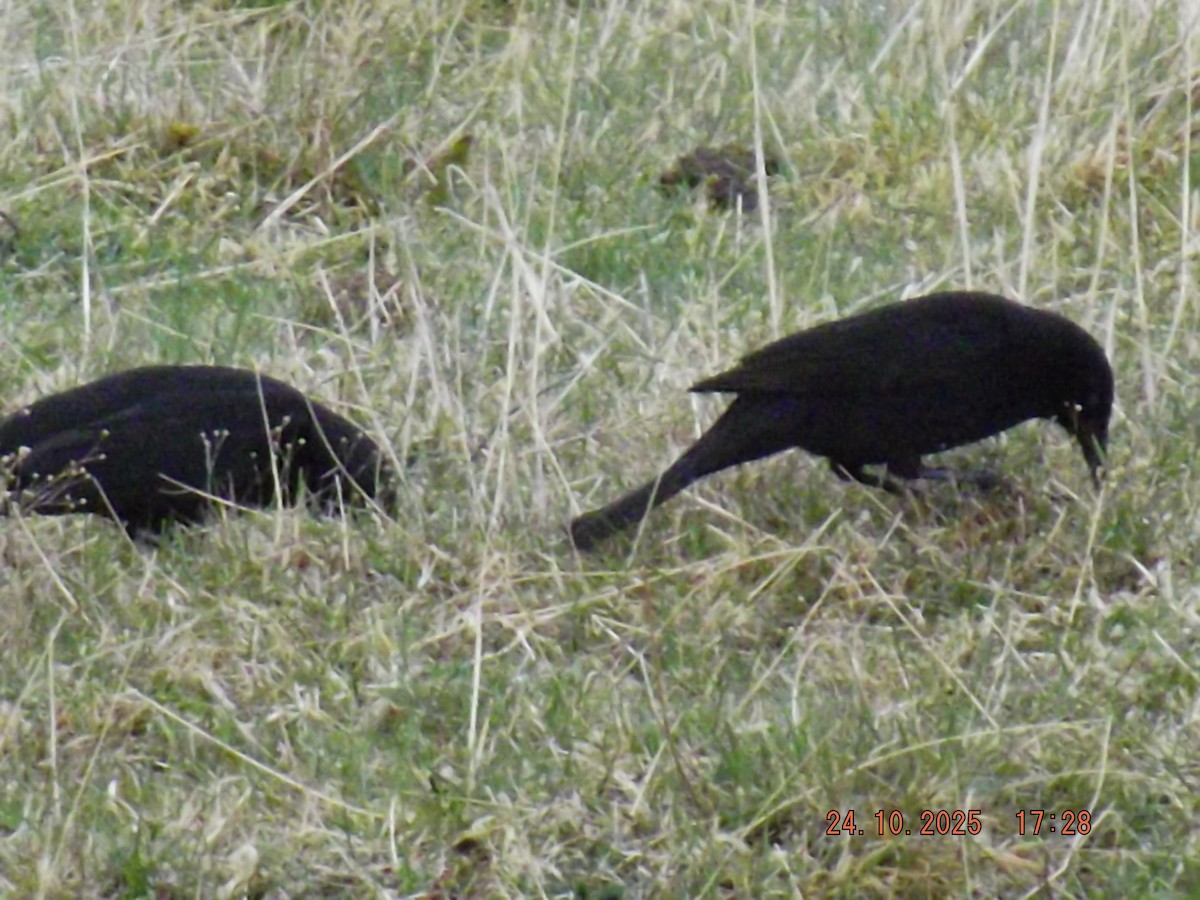 Austral Blackbird - ML644047298