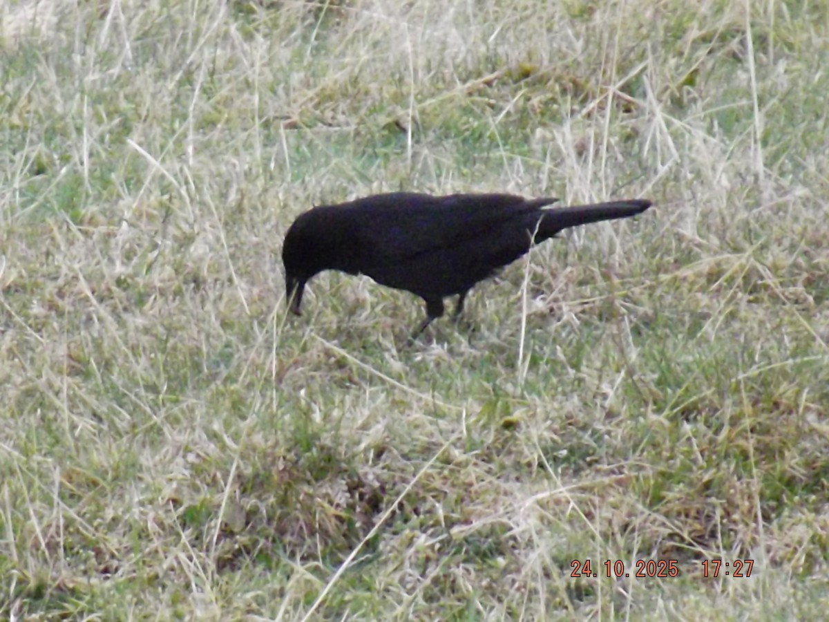 Austral Blackbird - ML644047299