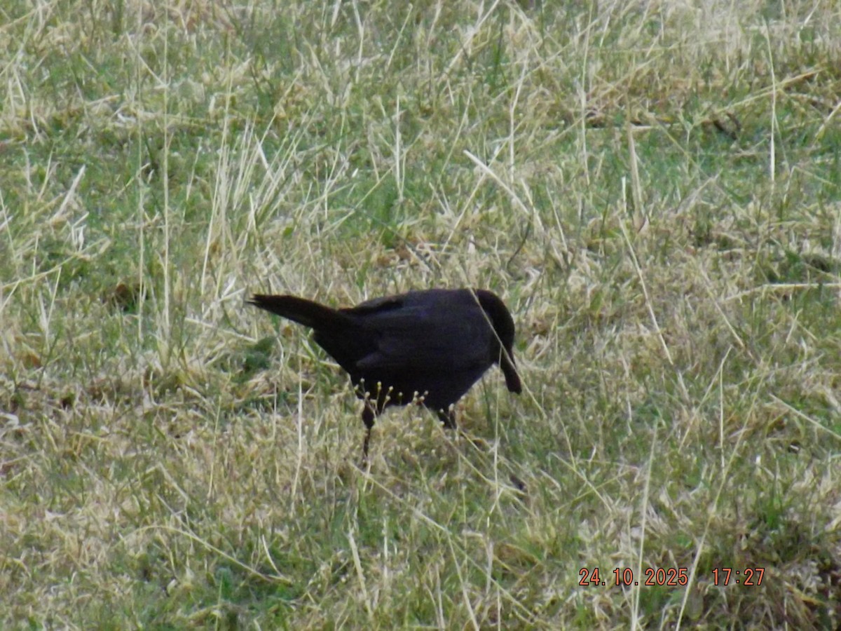 Austral Blackbird - ML644047300