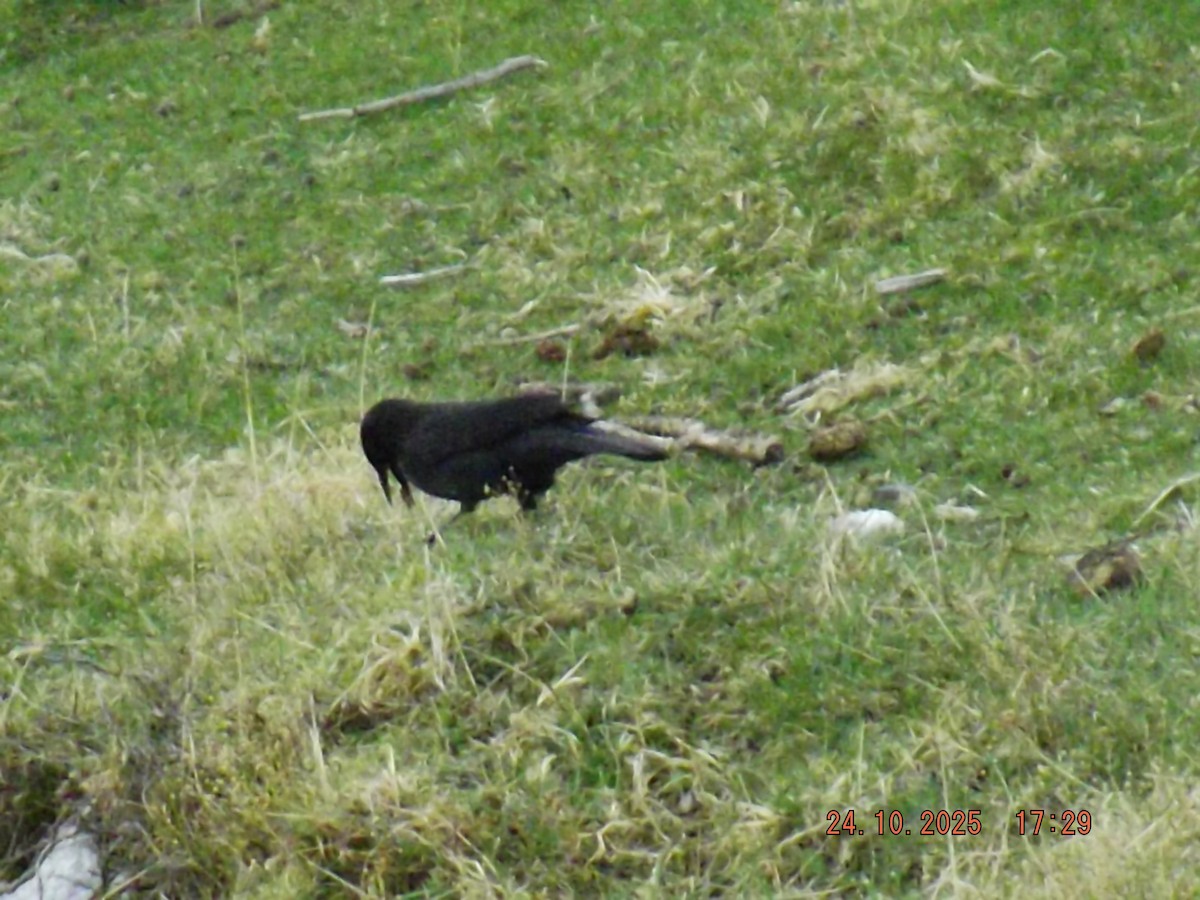 Austral Blackbird - ML644047301