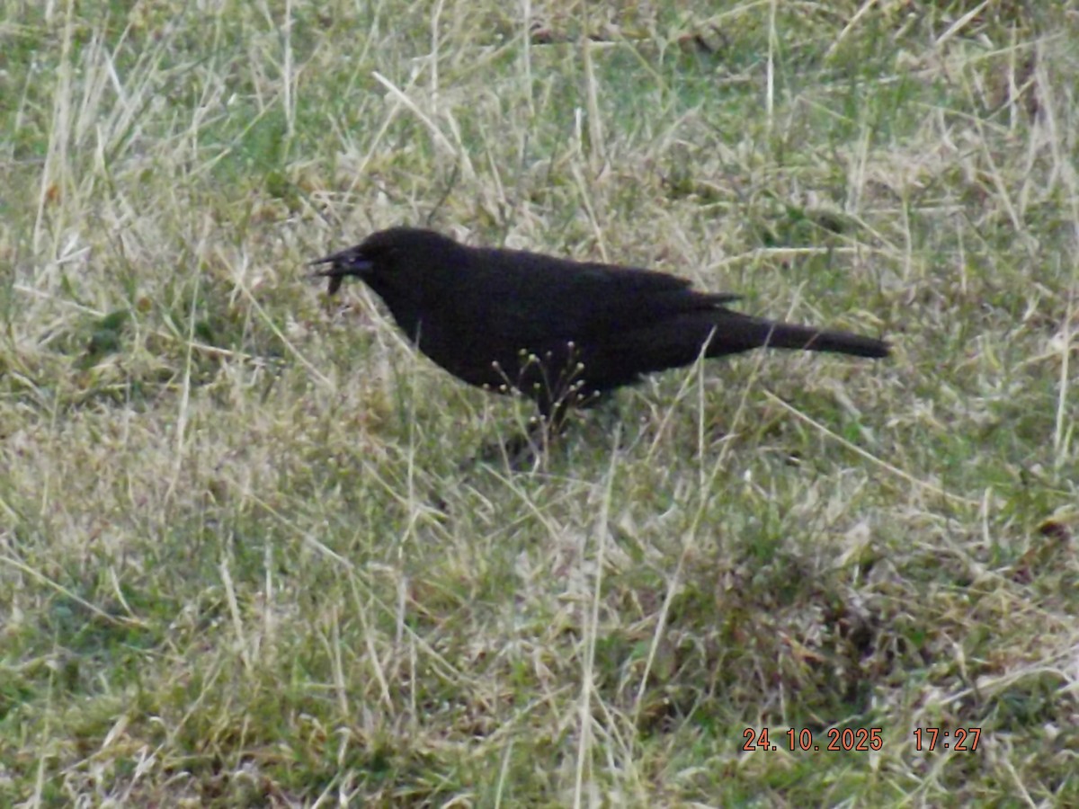Austral Blackbird - ML644047302