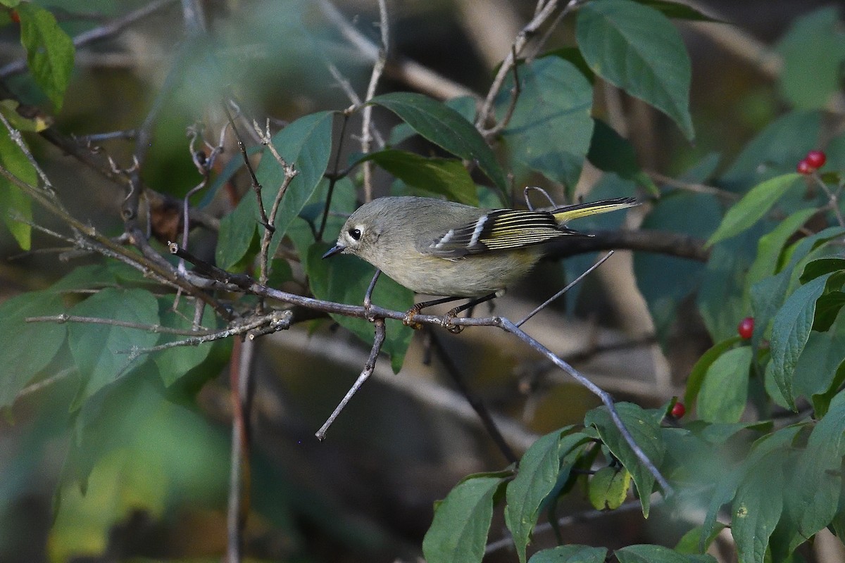 Ruby-crowned Kinglet - ML644047320