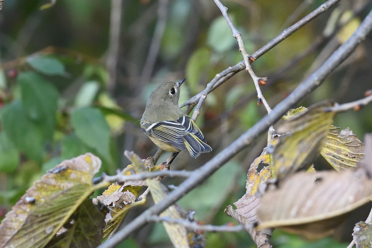 Ruby-crowned Kinglet - ML644047325