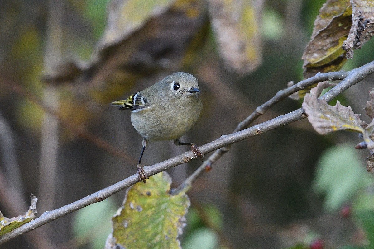 Ruby-crowned Kinglet - ML644047326