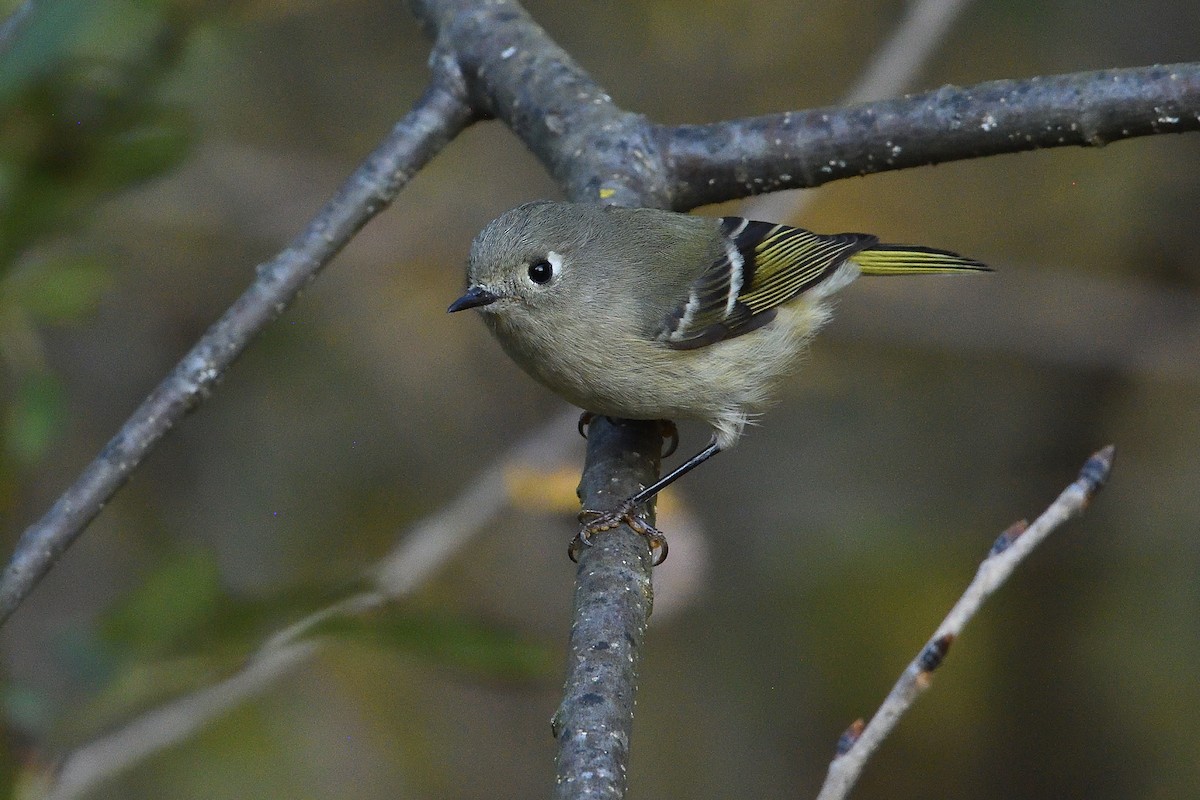 Ruby-crowned Kinglet - ML644047327