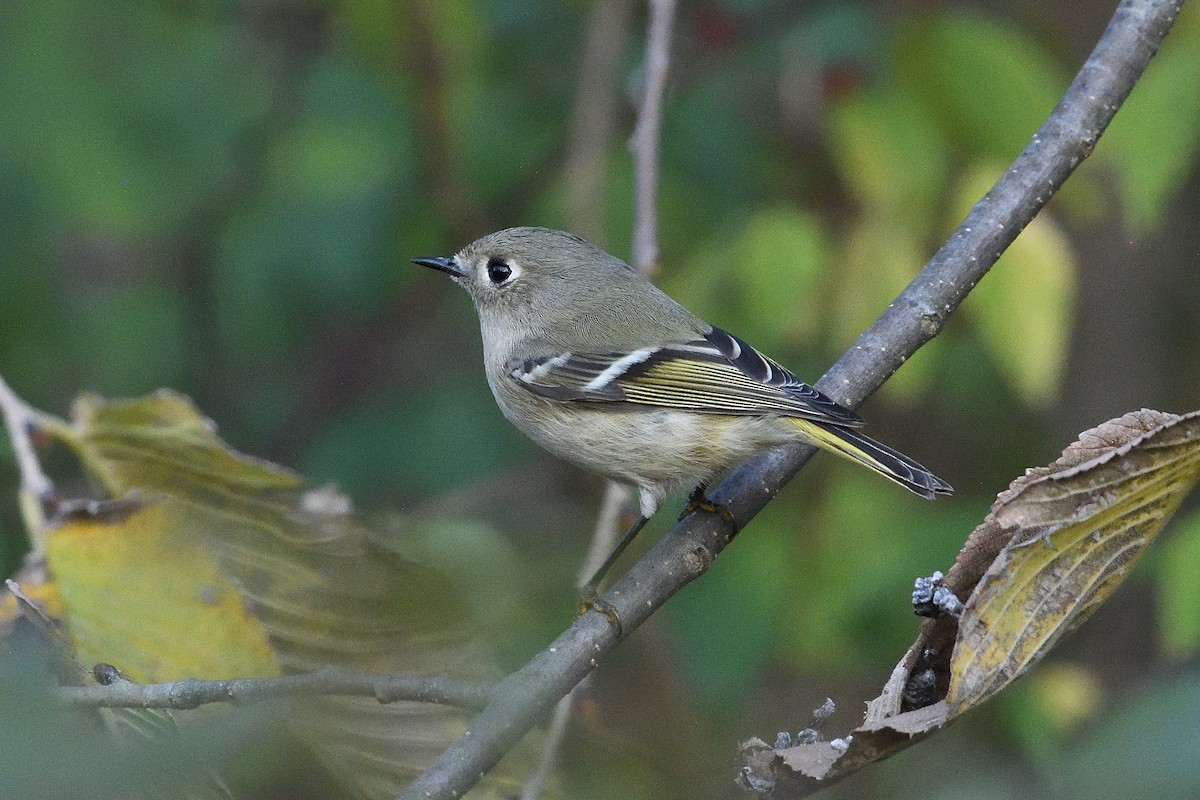 Ruby-crowned Kinglet - ML644047328