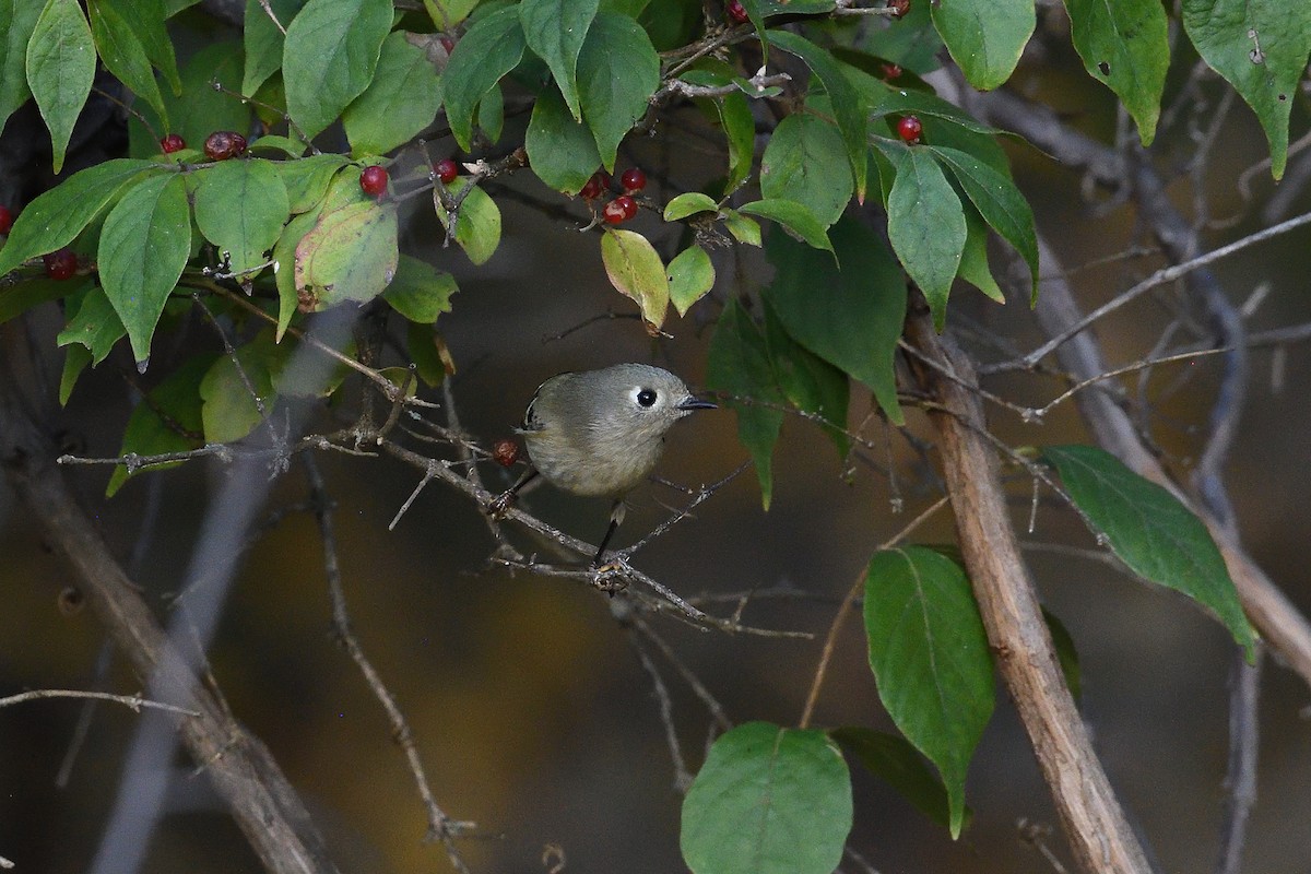 Ruby-crowned Kinglet - ML644047329