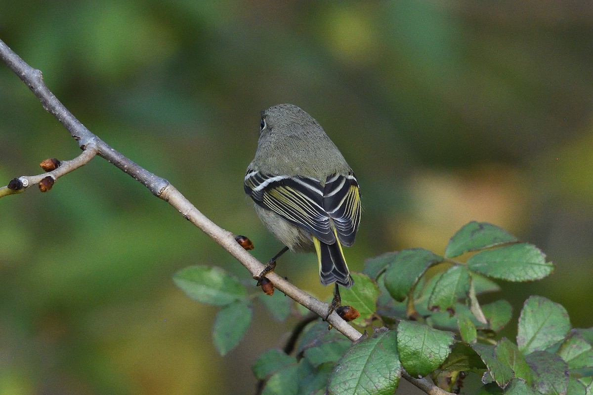 Ruby-crowned Kinglet - ML644047330
