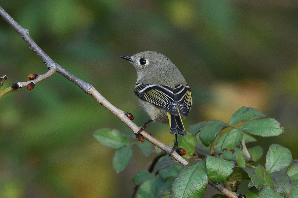 Ruby-crowned Kinglet - ML644047331