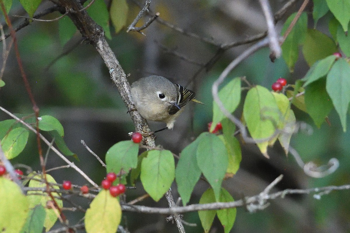 Ruby-crowned Kinglet - ML644047332