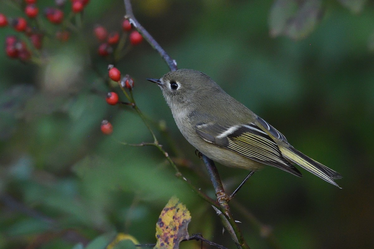 Ruby-crowned Kinglet - ML644047333
